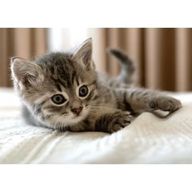 Cicás Bed polár takaró 100x140cm