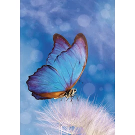 Természet Butterfly A/4 gumis mappa