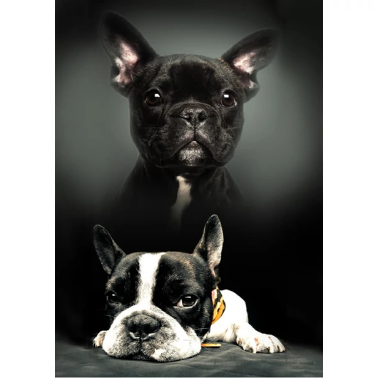 Kutyás Bulldog polár takaró 100x140cm