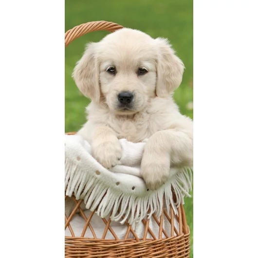 Kutyás Cart fürdőlepedő, strand törölköző 70x140cm