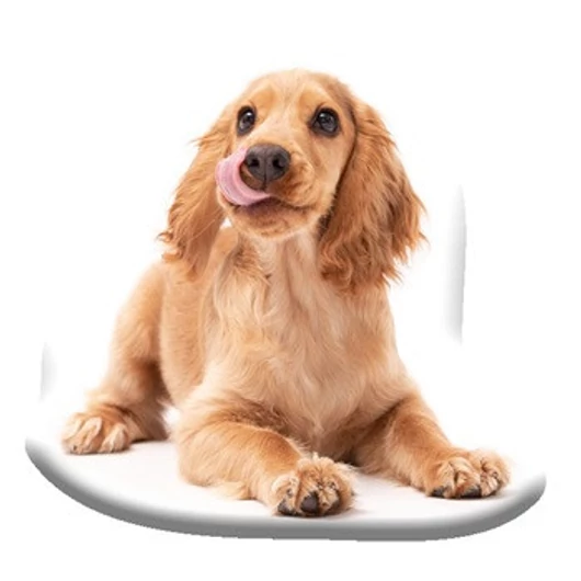 Kutyás Spaniel formapárna, díszpárna 40x40 cm Velúr